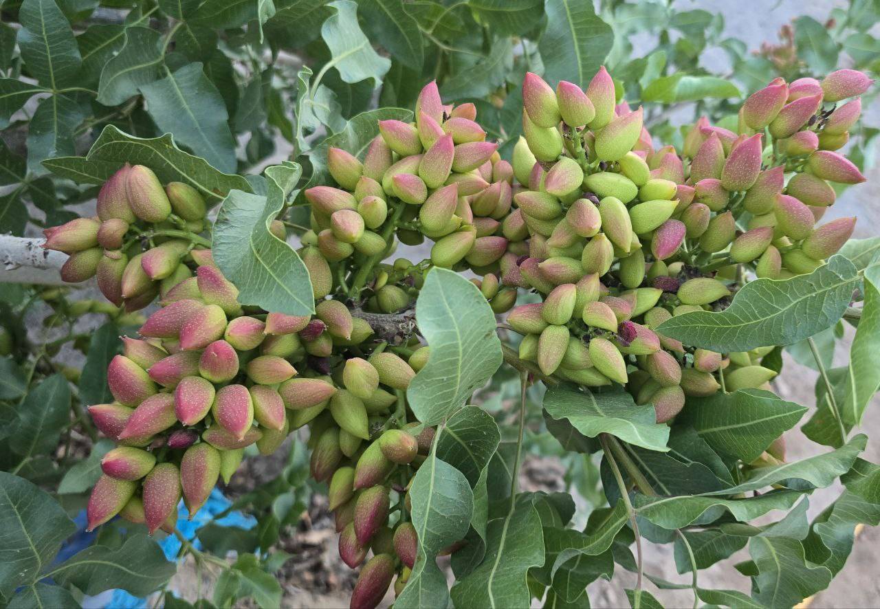 تصویر 5 از خرید عمده پسته اکبری تازه خندان لوکس  + مناسب صادرات